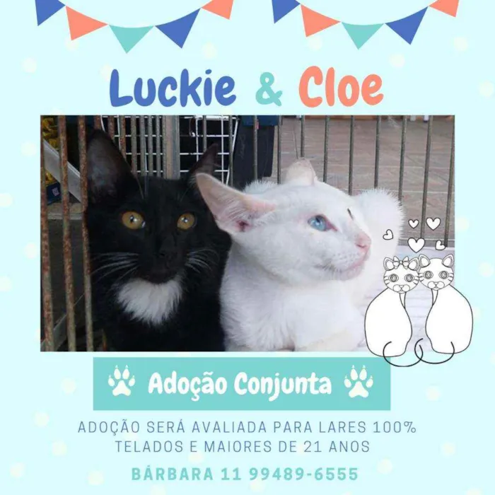 Gato raça Srd idade 2 a 6 meses nome Lucky & Cloe