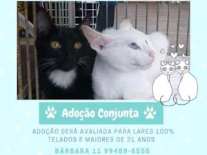 Gato raça Srd idade 2 a 6 meses nome Lucky & Cloe