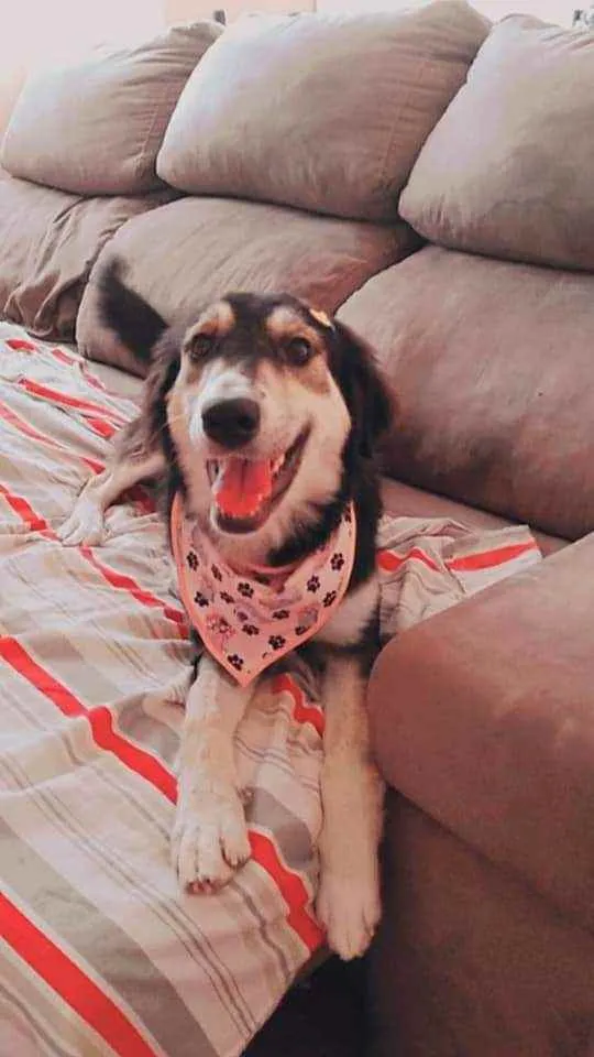 Cachorro raça Srd idade 2 anos nome Princesa