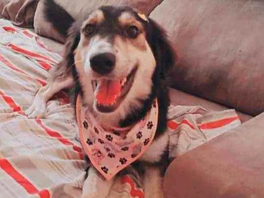 Cachorro raça Srd idade 2 anos nome Princesa