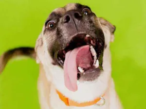Cachorro raça Srd idade 1 ano nome Lolla 