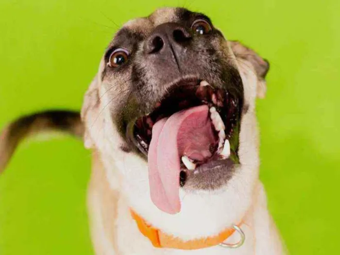 Cachorro raça Srd idade 1 ano nome Lolla 