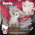 Gato raça Srd idade 2 a 6 meses nome Sandy