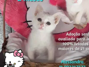 Gato raça Srd idade 2 a 6 meses nome Sandy