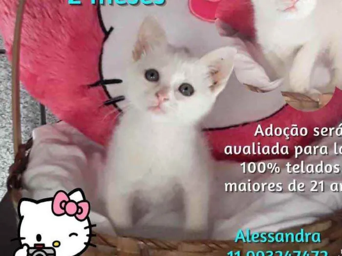 Gato raça Srd idade 2 a 6 meses nome Sandy