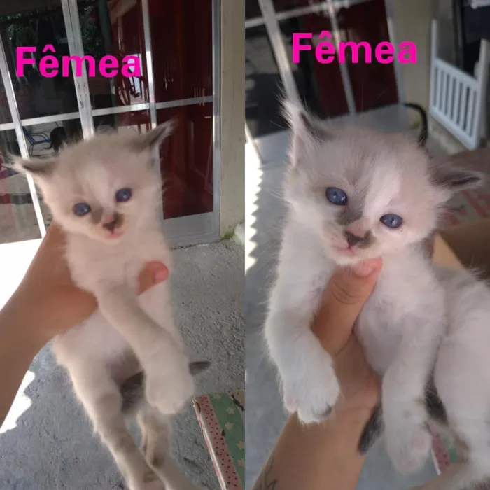 Gato ra a  SRD idade Abaixo de 2 meses nome Sem Nome