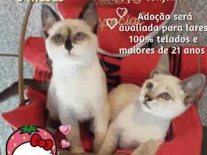 Gato raça Srd idade 2 a 6 meses nome Cindy e Susy
