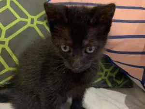 Gato raça Srd idade Abaixo de 2 meses nome Lilibeth
