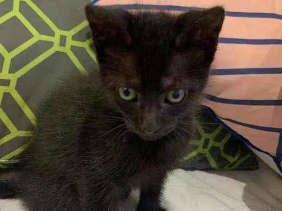 Gato raça Srd idade Abaixo de 2 meses nome Lilibeth