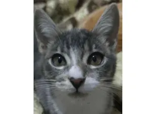 Gato raça Srd idade Abaixo de 2 meses nome Sandy