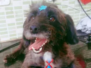 Cachorro raça Mix poodle idade 3 anos nome Enzo