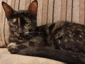 Gato raça Srd idade 2 a 6 meses nome Molly