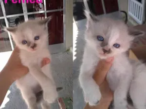 Gato raça  SRD idade Abaixo de 2 meses nome Sem Nome