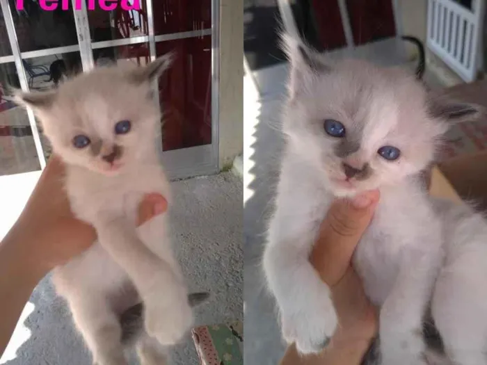 Gato ra a  SRD idade Abaixo de 2 meses nome Sem Nome