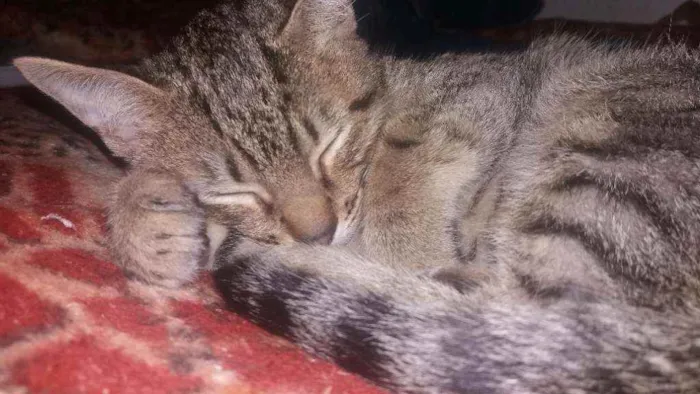 Gato ra a Vira lata idade 2 a 6 meses nome Paçoca 