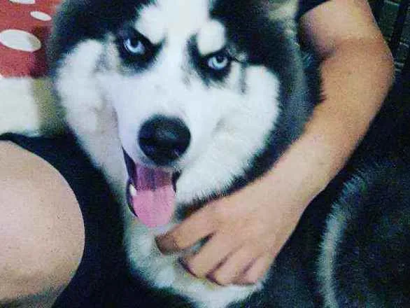 Cachorro raça Husky idade 2 a 6 meses nome Zeus 