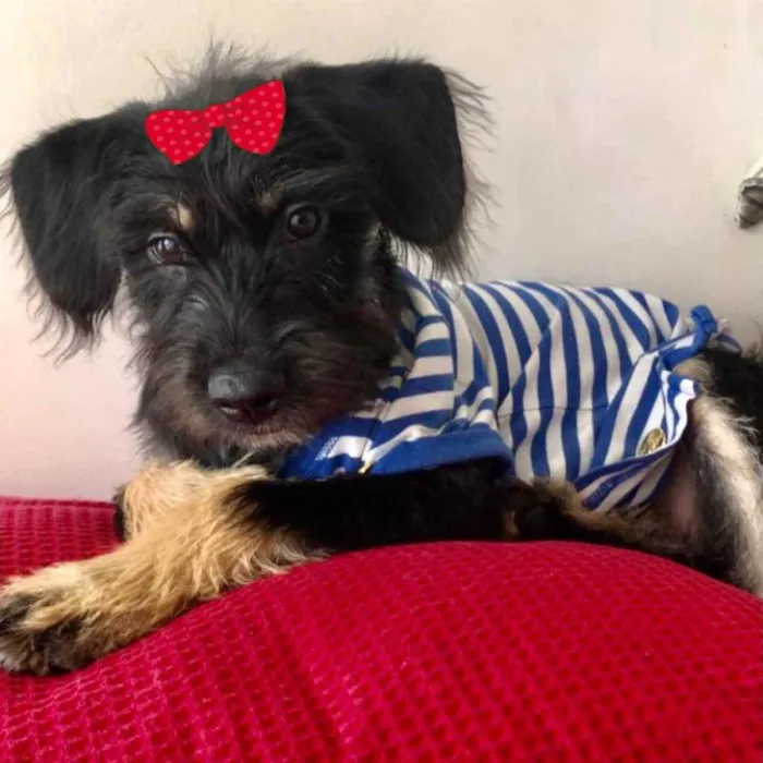 Cachorro ra a Mestiça  idade 2 a 6 meses nome Julie 