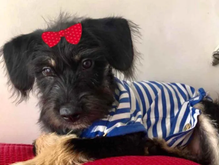 Cachorro ra a Mestiça  idade 2 a 6 meses nome Julie 