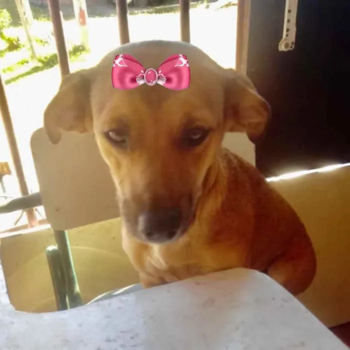 Cachorro ra a Mestiça  idade 2 a 6 meses nome Cacau 