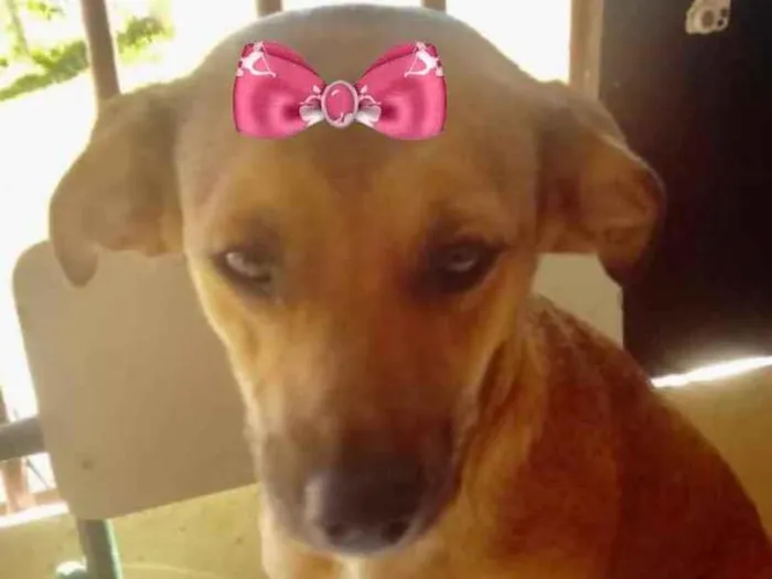 Cachorro ra a Mestiça  idade 2 a 6 meses nome Cacau 