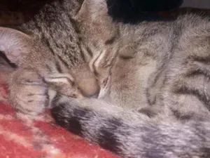 Gato raça Vira lata idade 2 a 6 meses nome Paçoca 