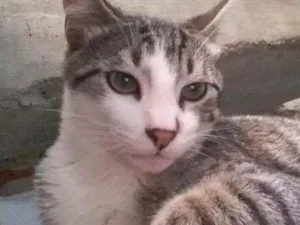 Gato raça  idade 2 anos nome Luke