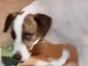 Cachorro raça Mestiça  idade 7 a 11 meses nome Apolo 