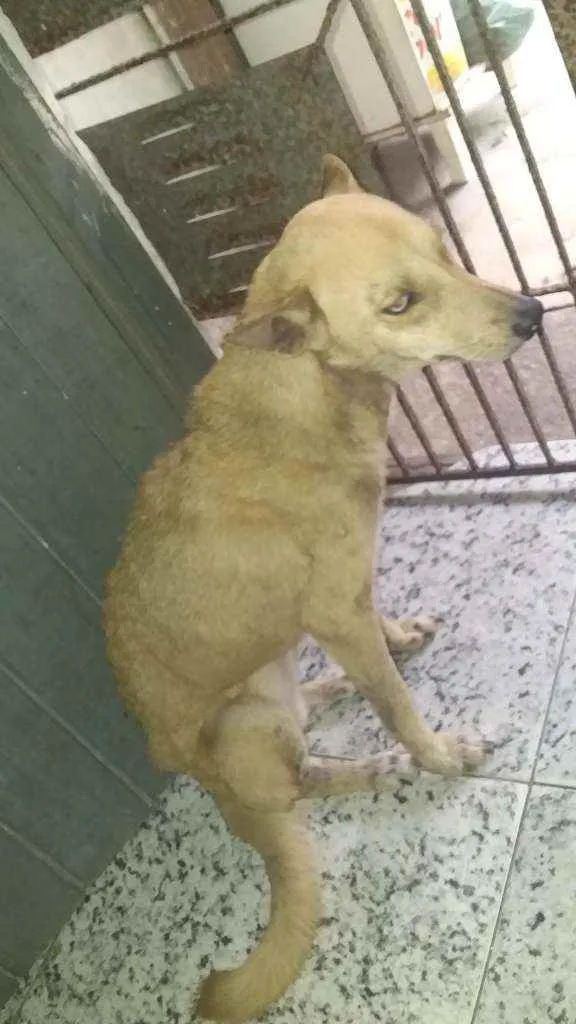 Cachorro ra a Pé duro idade 1 ano nome Belinha