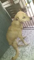 Belinha