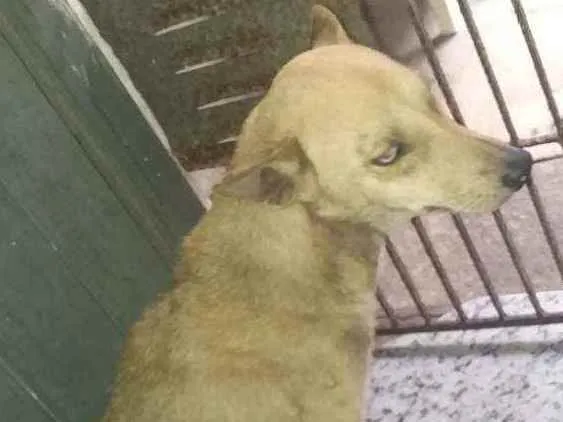 Cachorro ra a Pé duro idade 1 ano nome Belinha