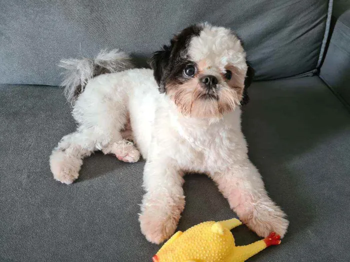 Cachorro ra a Shitzu mini idade 1 ano nome Pipoca