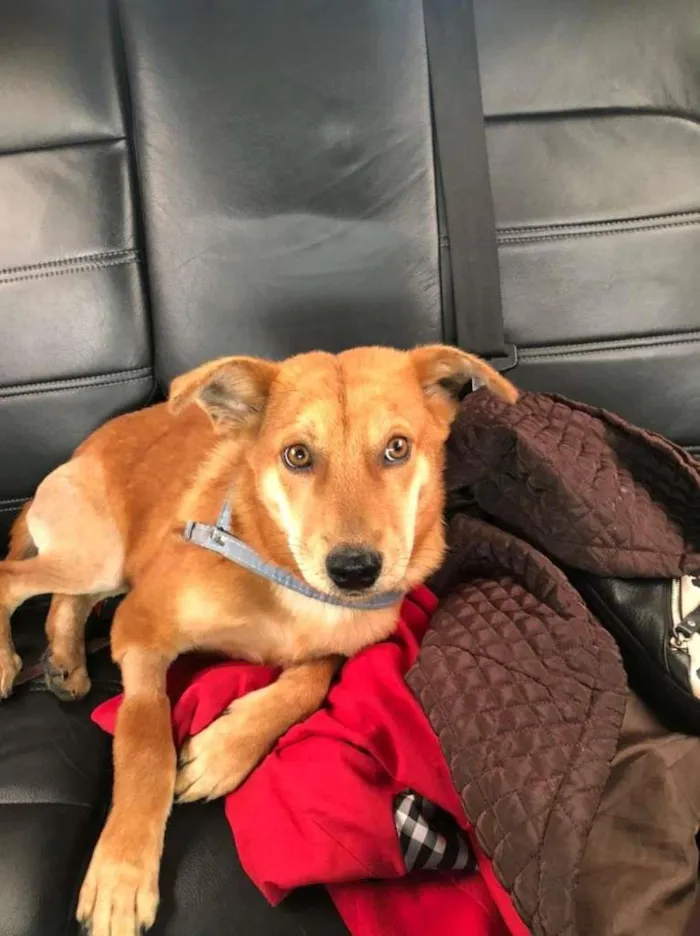 Cachorro ra a SRD-ViraLata idade 7 a 11 meses nome LOBO