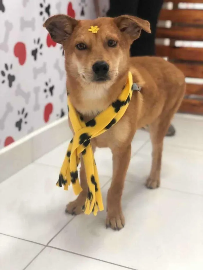 Cachorro ra a SRD-ViraLata idade 7 a 11 meses nome LOBO