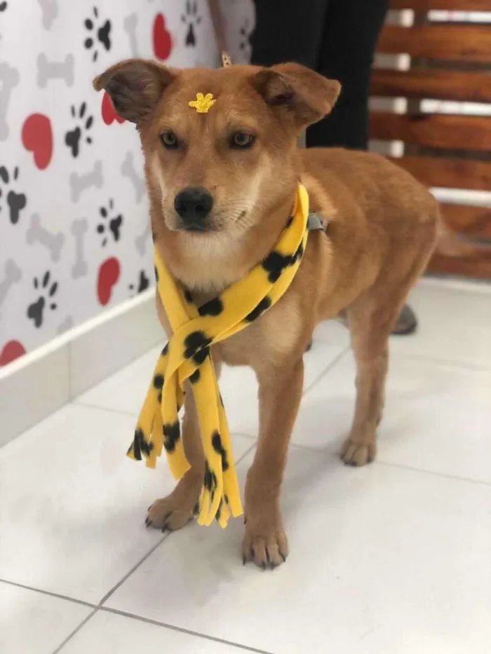 Cachorro ra a SRD-ViraLata idade 7 a 11 meses nome LOBO