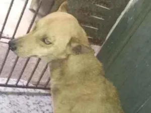 Cachorro raça Pé duro idade 1 ano nome Belinha