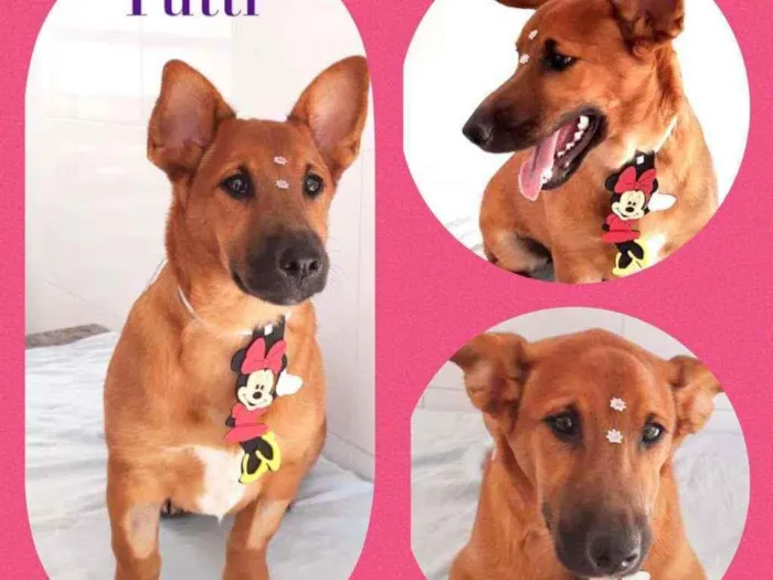 Cachorro raça SRD  idade 1 ano nome Tutti 