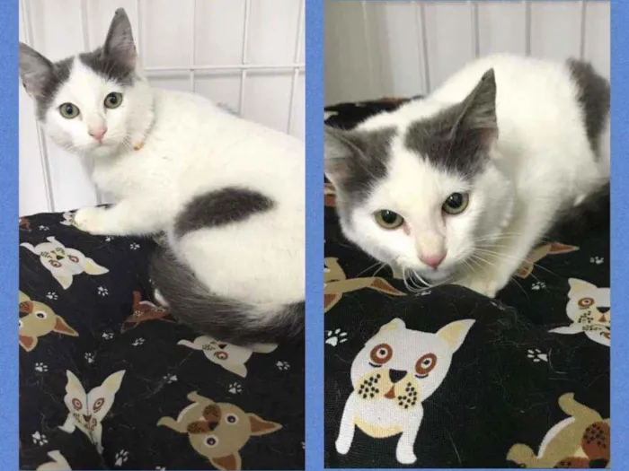 Gato raça SRD  idade 2 a 6 meses nome Tom 