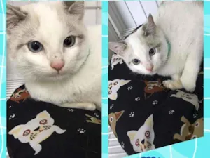 Gato raça SRD  idade 2 a 6 meses nome Mingau 