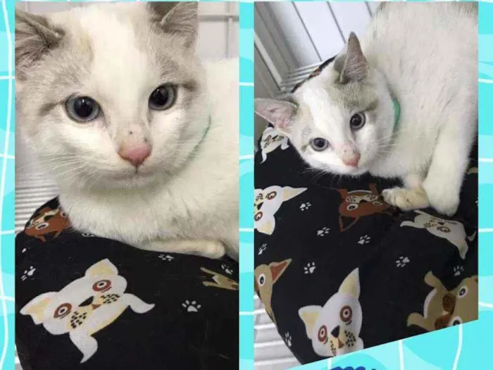 Gato raça SRD  idade 2 a 6 meses nome Mingau 