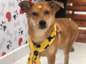 Cachorro raça SRD-ViraLata idade 7 a 11 meses nome LOBO