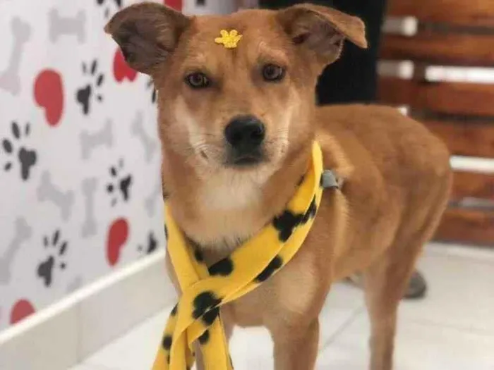 Cachorro ra a SRD-ViraLata idade 7 a 11 meses nome LOBO
