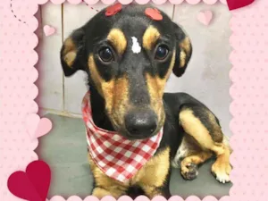 Cachorro raça SRD  idade 7 a 11 meses nome Pietra 