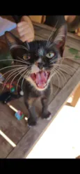 Gatinha