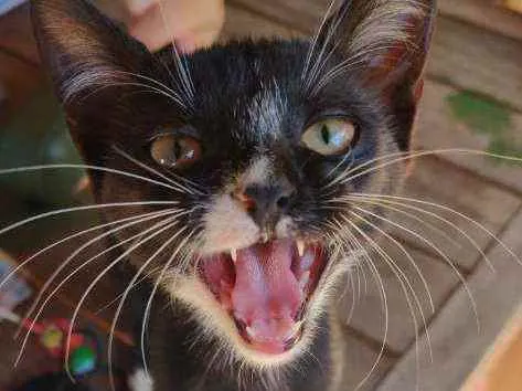 Gato raça SRD idade 2 a 6 meses nome Gatinha