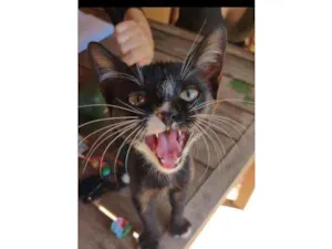 Gato raça SRD idade 2 a 6 meses nome Gatinha