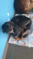 Neguinho