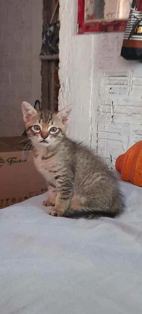 Gato ra a Gato idade 2 a 6 meses nome Não tem nome
