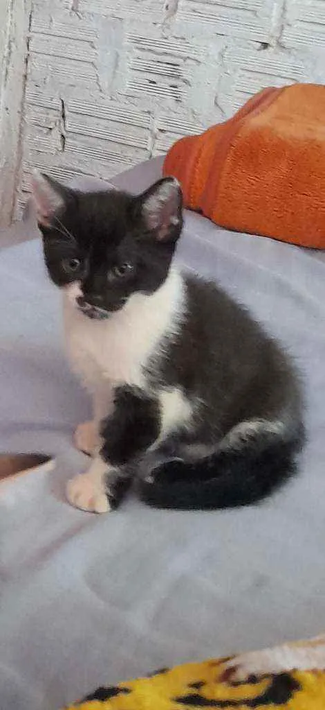 Gato ra a Gato idade 2 a 6 meses nome Não tem nome