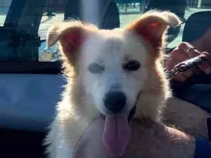 Cachorro raça Border collie idade 1 ano nome SMOKE
