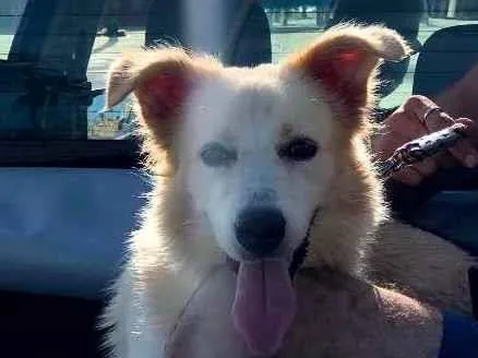 Cachorro ra a Border collie idade 1 ano nome SMOKE